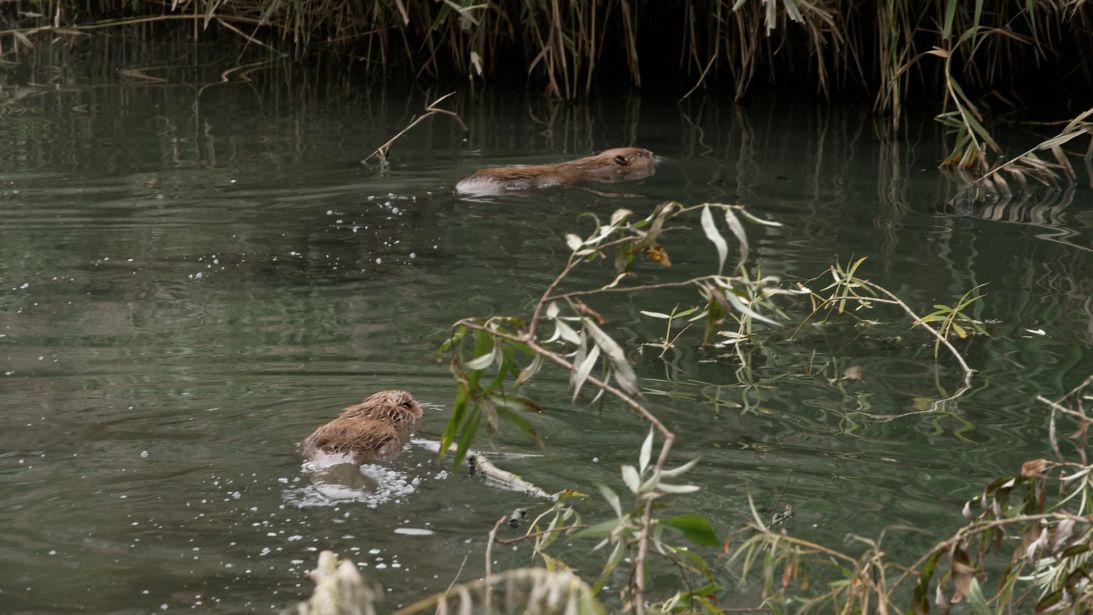 Beavers swimming at Paradise Fields, West London.