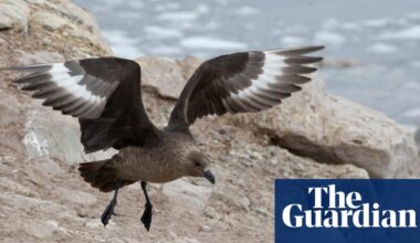 ‘A genuine wildlife emergency’: everything you need to know about the arrival of H5 bird flu in Australia | Environment