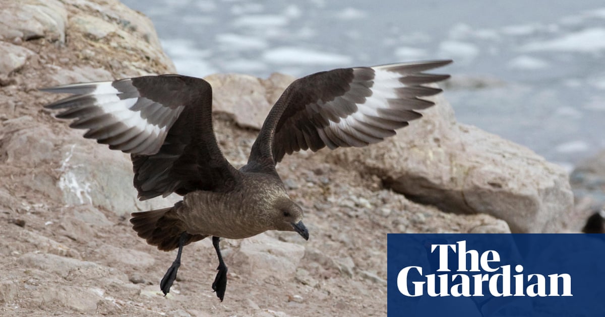 ‘A genuine wildlife emergency’: everything you need to know about the arrival of H5 bird flu in Australia | Environment
