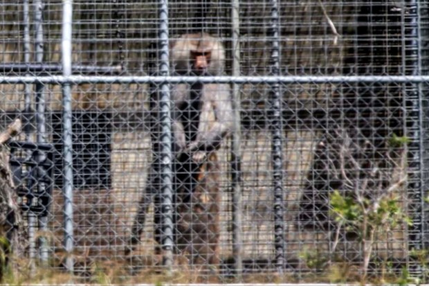 Secured by padlocks, wire fencing, barbed wire and a guard dog, it's the secret government compound authorities would rather you not know about.