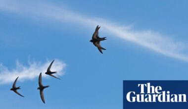Migrating swifts loyally return every year to nests in buildings, study finds | Birds