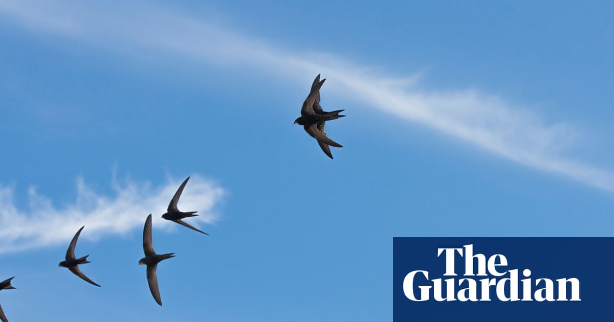 Migrating swifts loyally return every year to nests in buildings, study finds | Birds