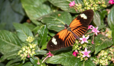 Most butterflies die in weeks, but these tropical species may be cracking the code of aging