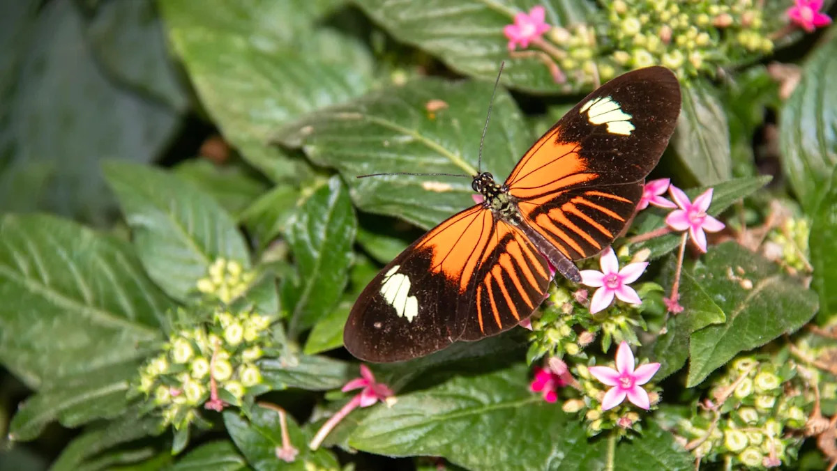 Most butterflies die in weeks, but these tropical species may be cracking the code of aging