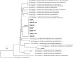 Whole-genome phylogeny of Leptospira interrogans isolates, Thailand, 2015–2024. Maximum-likelihood phylogenetic tree was generated by using 102,654 variable sites across a 3.9-Mb core genome of 13 L. interrogans isolates from this study (in bold font) plus 21 publicly available L. interrogans reference genomes. The tree was rooted with L. kirschneri. Eleven of the 13 isolates clustered within CG272, including 3 from patients with fatal cases. The remaining 2 isolates grouped outside CG272, indicating the presence of additional L. interrogans lineages in the region. Scale bar represents nucleotide substitutions per site. CG272, clonal group 272.