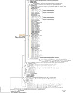 Phylogenetic analysis of Leptospira interrogans from AmpSeq (27) and isolate genome data, Thailand, 2015–2024. Maximum-likelihood phylogenetic tree was generated for high breadth of coverage AmpSeq samples (>25 loci amplified with >10× coverage) by using 59 variable sites across a 1,813-nt core genome of 57 L. interrogans AmpSeq samples, 13 L. interrogans isolates, and 21 publicly available L. interrogans reference genomes. The tree was rooted with L. kirschneri. Five isolate or AmpSeq pairs demonstrate the phylogenetic concordance between methods. A major clade corresponding to CG272 contained most of the clinical samples, including those from several patients with fatal cases, whereas the remaining samples fell into other non-CG272 lineages. A bootstrap value of 98 supports placement in the CG272 clade. CG272 and non-CG272 lineages are color-coded in gold and black. Bold font indicates sequences generated during this study. Scale bar represents nucleotide substitutions per site. AmpSeq, amplicon sequencing; CG272, clonal group 272.