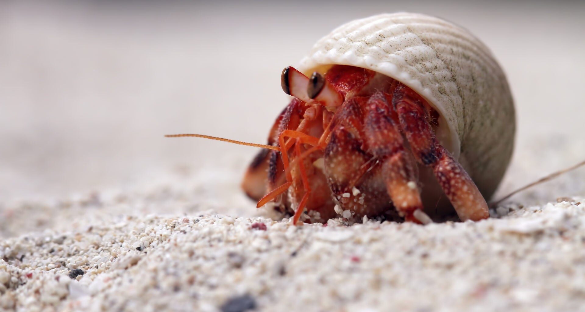 Shell Too Snug? Hermit Crabs Have a Fix