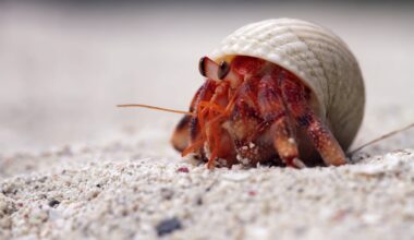 Shell Too Snug? Hermit Crabs Have a Fix