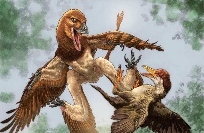 Ancient Velociraptor cousin glided on four wings and hunted birds