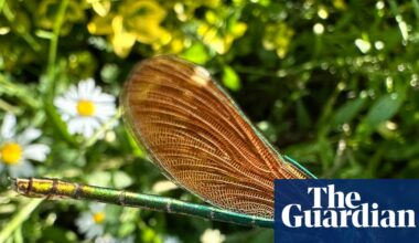 Country diary: A close-up view of a shimmering beauty | Wildlife