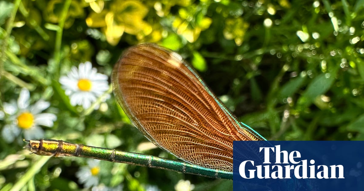 Country diary: A close-up view of a shimmering beauty | Wildlife