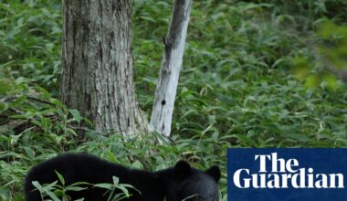 Japanese city shuts down nearly 100 schools after unprecedented bear sighting | Japan