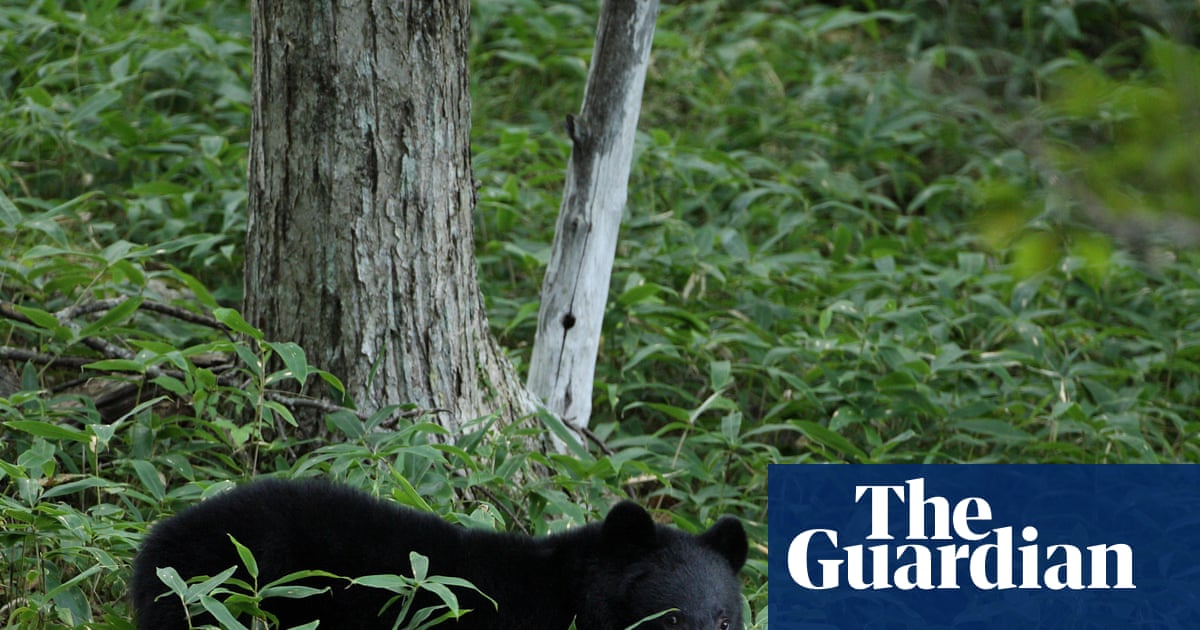 Japanese city shuts down nearly 100 schools after unprecedented bear sighting | Japan