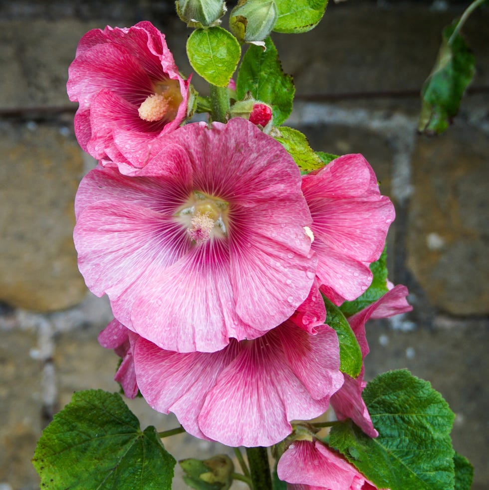 clematis pink flowers