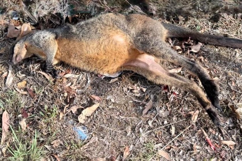 A dead swamp wallaby lying on its side on dirt and leaves.