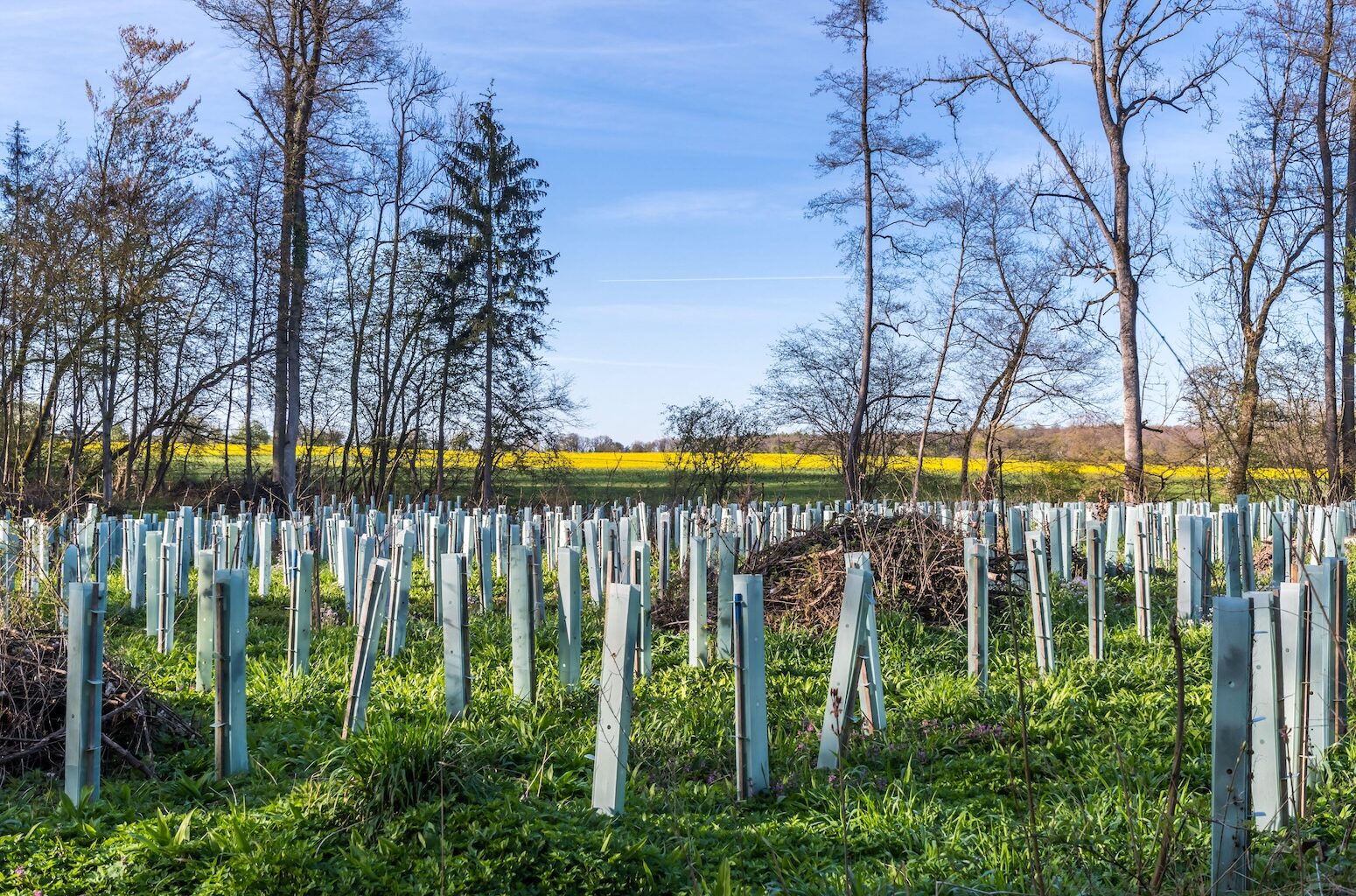 Q&A: The current state of ‘carbon dioxide removal’ around the world