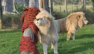 Elderly Kamo lions get quiet retirement after rescue campaign