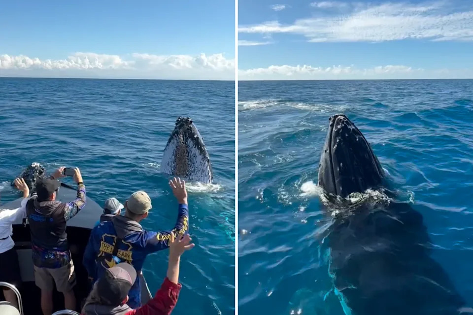 Left: Tourists waving at whale. Right: Humpback seen on the surface.