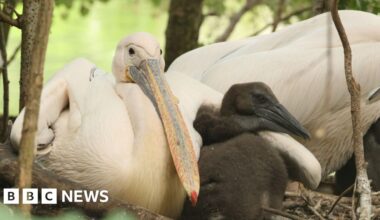 St James's Park pelicans hatch first chicks - BBC