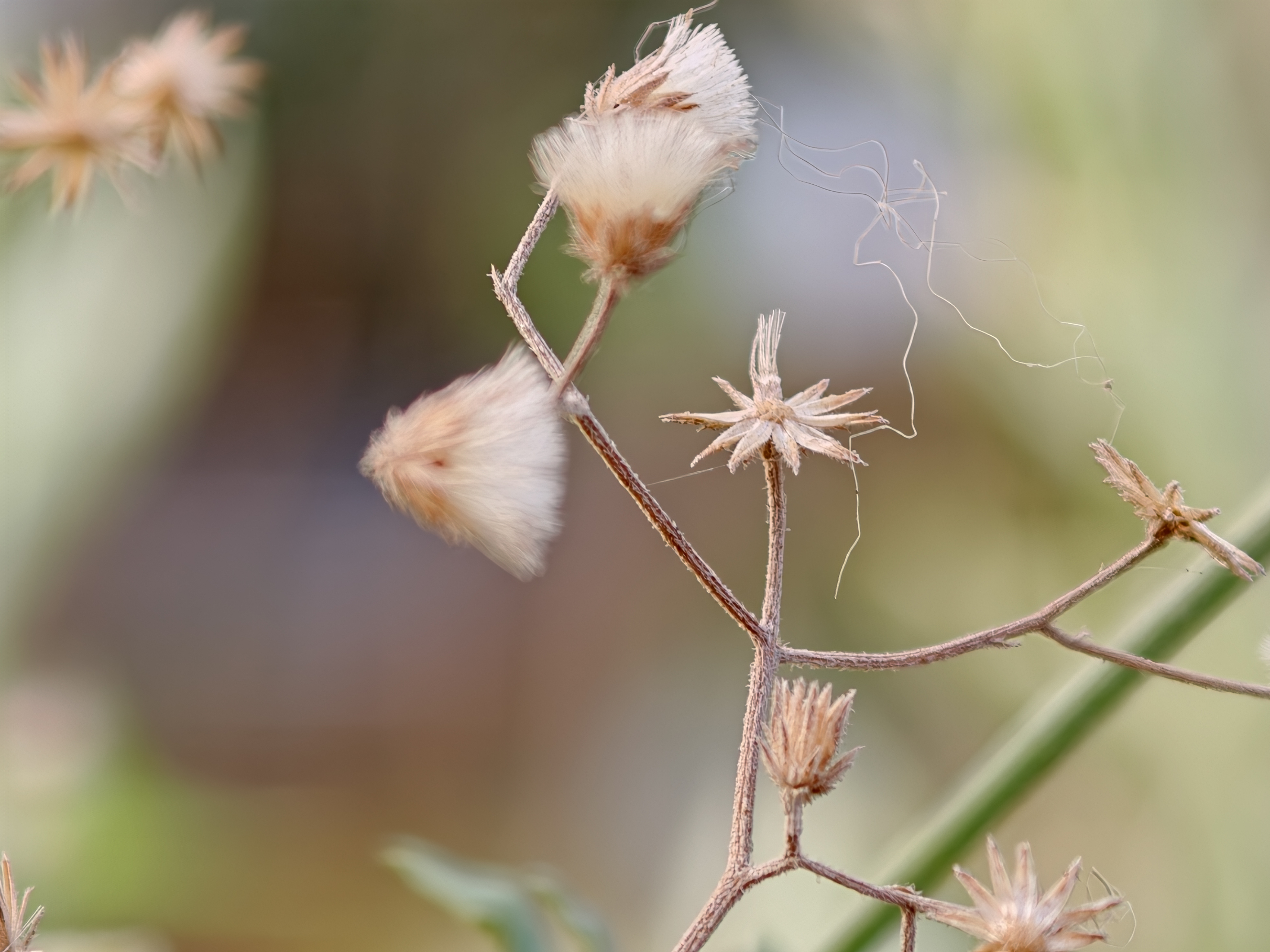 small flower shot in 10x macro on the Oppo Find X9 Ultra.