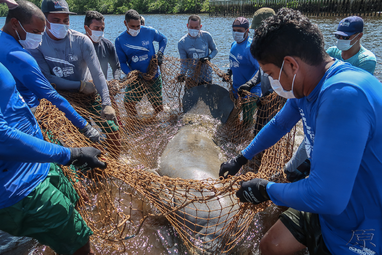 A major operation to return a West Indian manatee to the wild on the shores of Alagoas state.