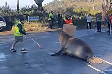 Two people attempt to move a seal off a road.