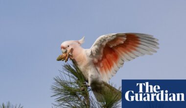 ‘Flamin’ cockatoos’ have lost much of their habitat to bushfires. Can the species survive? | Birds
