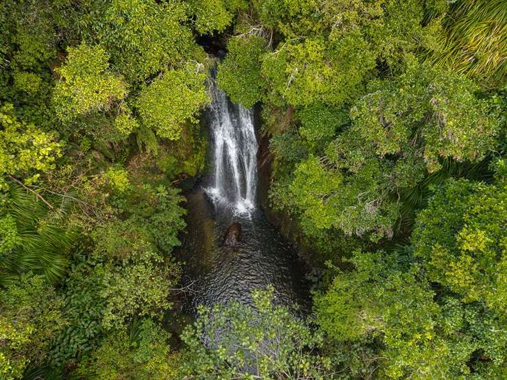 A two-bedroom cottage at 614 Kaitemeko Road, in Welcome Bay, comes with its own special piece of protected bush. Photo / Supplied