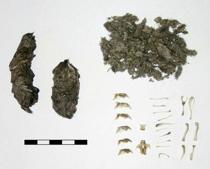 Pellet from a Long-eared Owl (Asio otus) and its components. Credit: BastienM Pellet from a Long-eared Owl (Asio otus) and its components.
