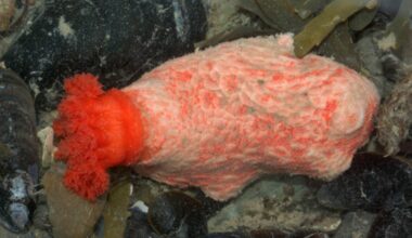 Zombie Chunks of Sea Cucumber Refuse to Die, Raising Questions About What It Means to Live Forever