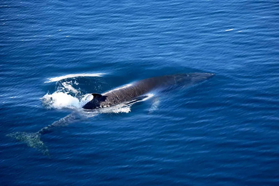 Fin Whale (Balaenoptera physalus) - Antarctica. Also known as finback whale or common rorqual