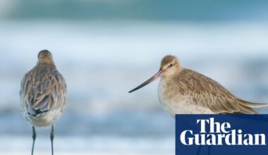 Weatherwatch: UK’s migrant waders feel the effects of a changing Arctic | Birds