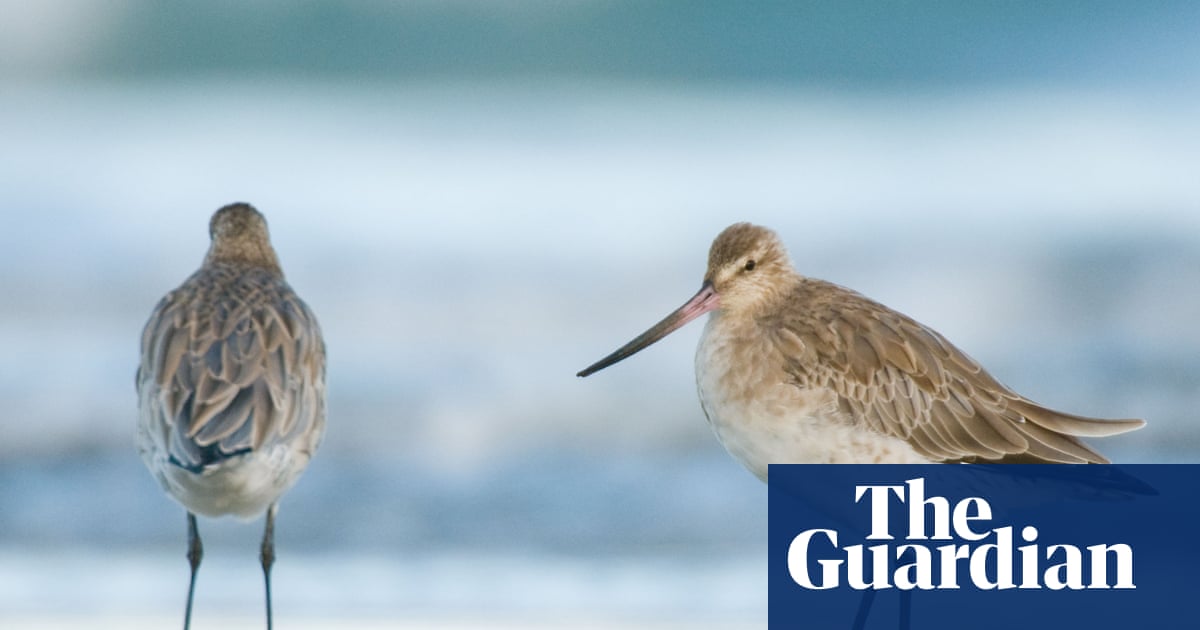 Weatherwatch: UK’s migrant waders feel the effects of a changing Arctic | Birds