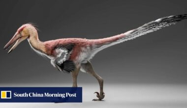Discovery of fish-eating raptor in Argentina points to prehistoric links with China