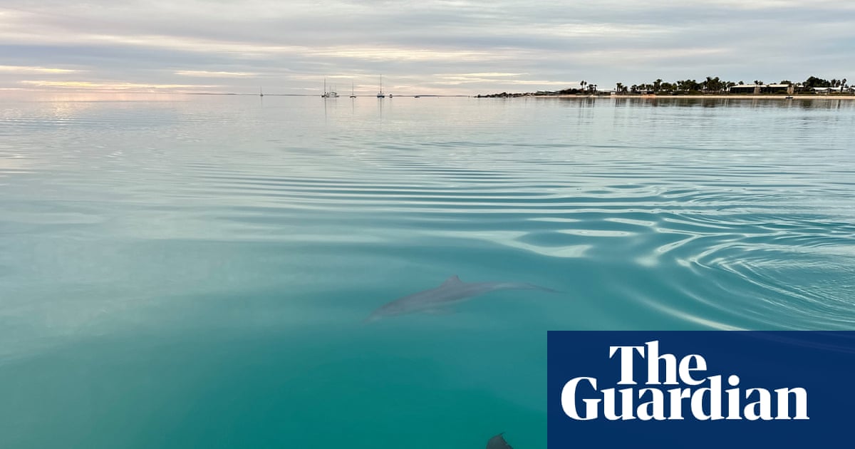 Female dolphins remember who is aggressive when choosing a mating partner, research shows | Dolphins