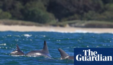 By a bottlenose: hundreds of citizen scientists join NSW’s first dolphin census | New South Wales