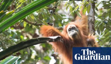 Four days of extreme rain in Indonesia killed 7% of world’s rarest great apes, study finds | Extreme weather
