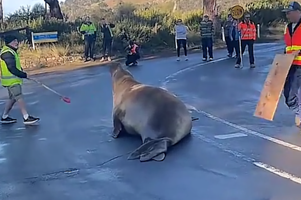 The wildlife workers were filmed using a padded pole and wooden board to relocate Neil.