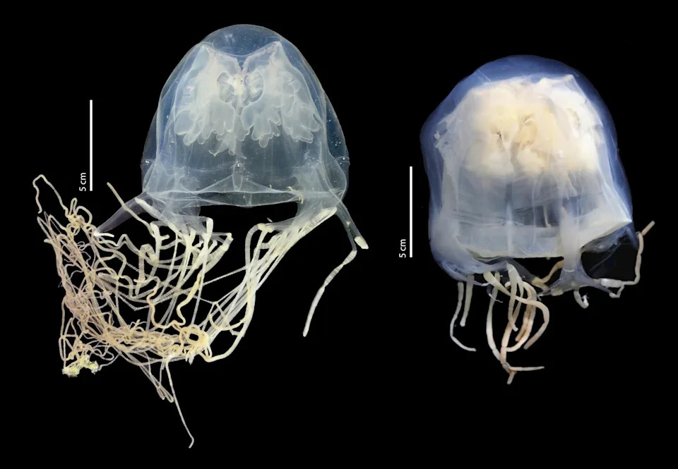 Newly discovered species Chironex blakangmati (live; left), next to Chironex yamaguchii (preserved; right), which it was previously assumed to be.