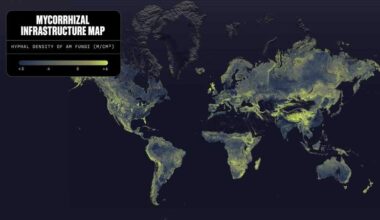 Earth’s underground fungal network may stretch 110 quadrillion kilometers