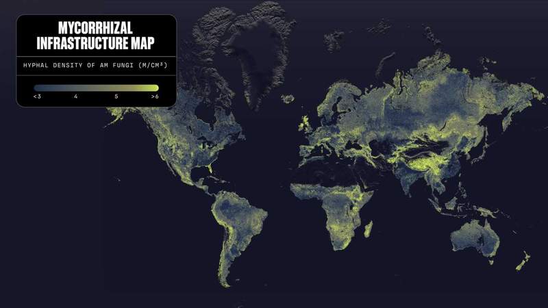 Earth’s underground fungal network may stretch 110 quadrillion kilometers
