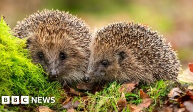 Hedgehogs deserve banknote place, says charity - BBC