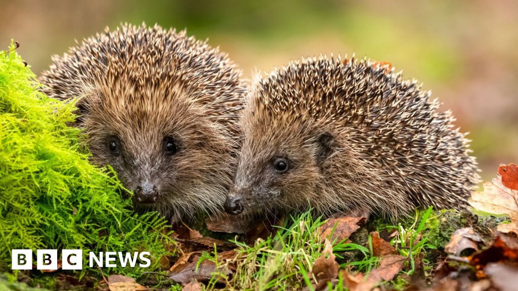 Hedgehogs deserve banknote place, says charity - BBC