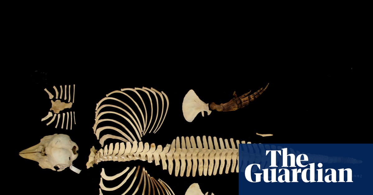 Skeleton of the world’s rarest marine mammal preserved by digital imaging | Porpoises
