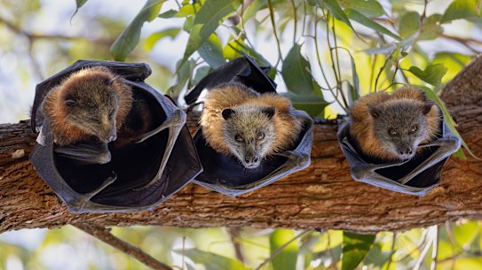 A family of flying foxes at Parramatta Park in January.