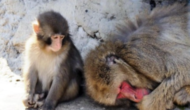 Punch and other monkeys to get air-conditioning, bigger yard at Japanese zoo