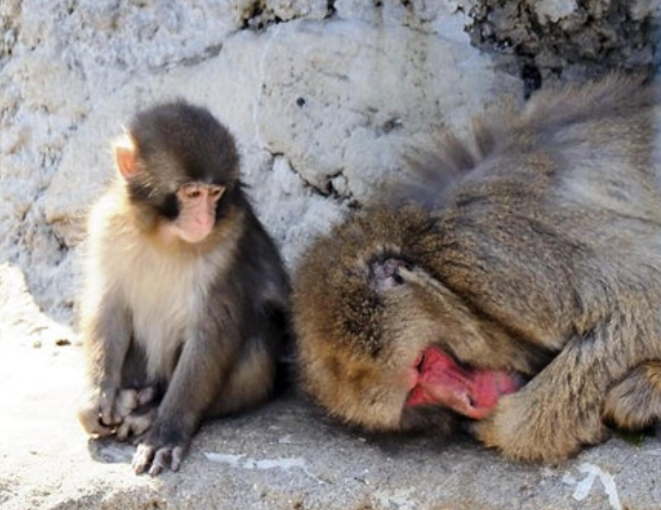 Punch and other monkeys to get air-conditioning, bigger yard at Japanese zoo