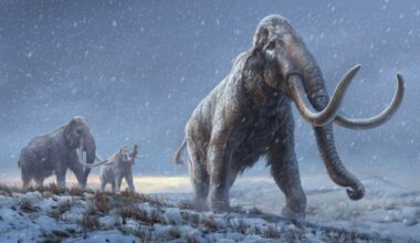 Woolly mammoth among trove of ancient DNA found in squirrel poo