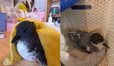Bird rescue seeing more animals in worse condition amid Wellington’s wild weather