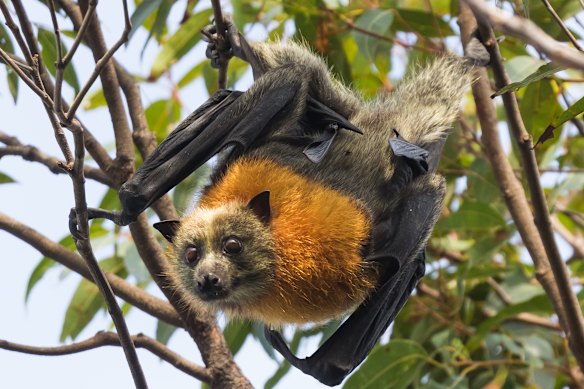 Grey-headed flying foxes are listed as a vulnerable species.